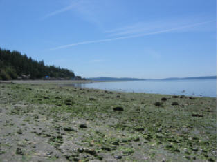 Indian Beach at low tide